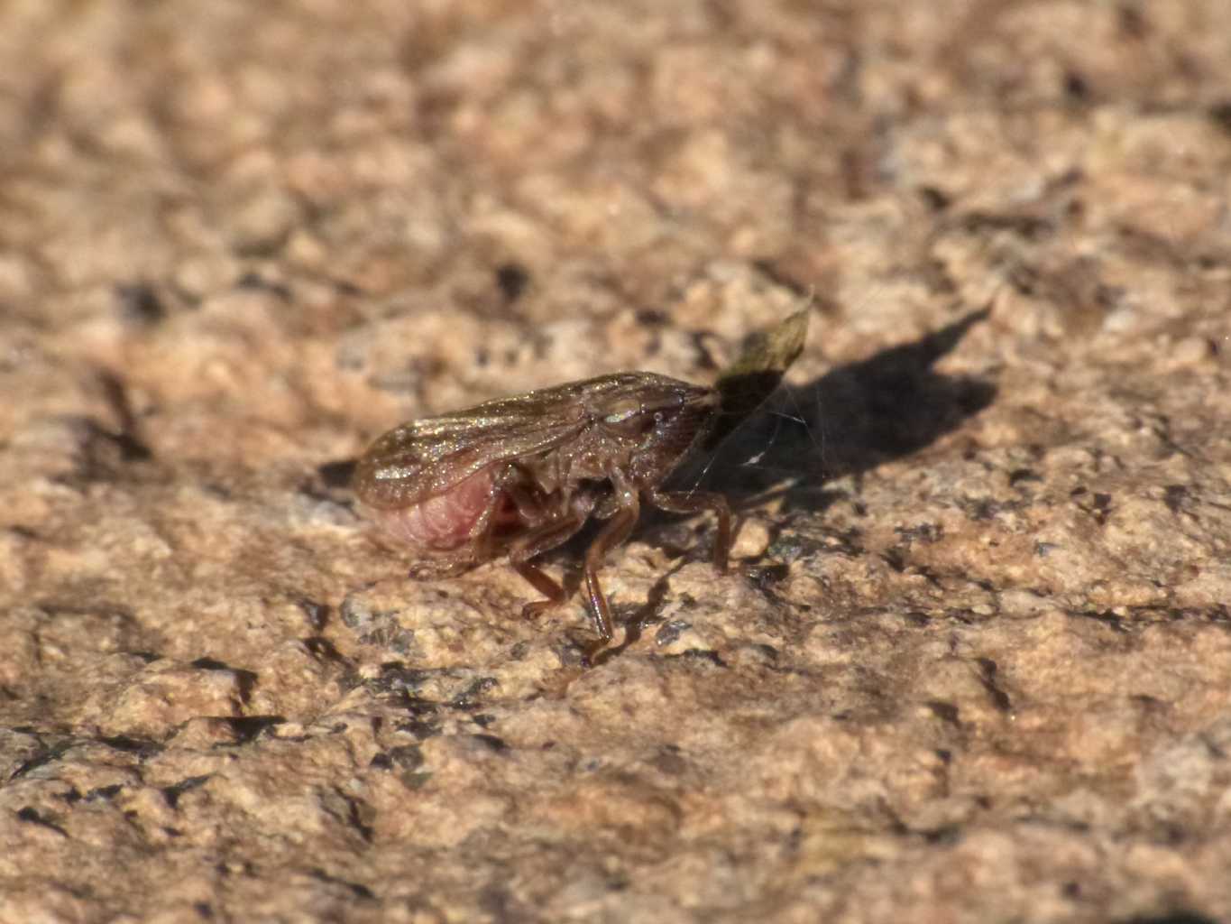 Lepyronia coleoptrata e Philaenus spumarius